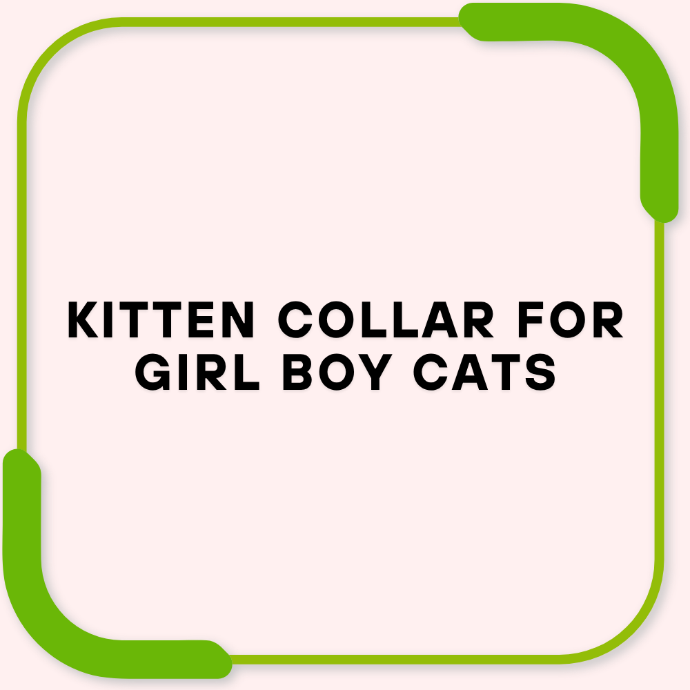 Kitten Collar for Girl Boy Cats
