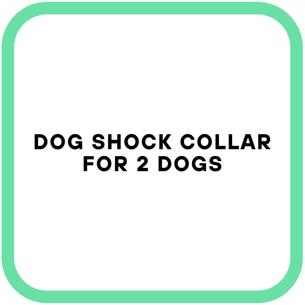 Dog Shock Collar for 2 Dogs