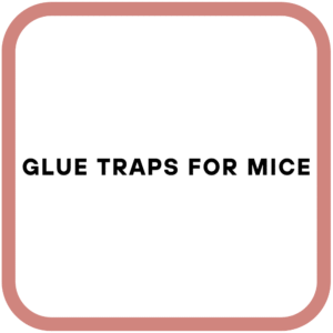 Glue Traps for Mice