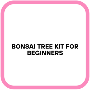Bonsai Tree Kit for Beginners