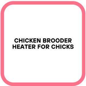 Chicken Brooder Heater for Chicks