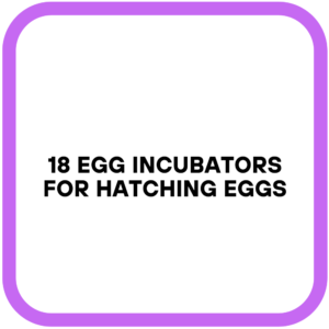 18 Egg Incubators for Hatching Eggs