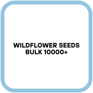 Wildflower Seeds Bulk 10000+