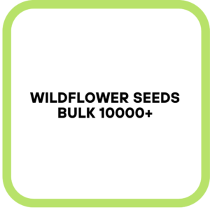 Wildflower Seeds Bulk 10000+