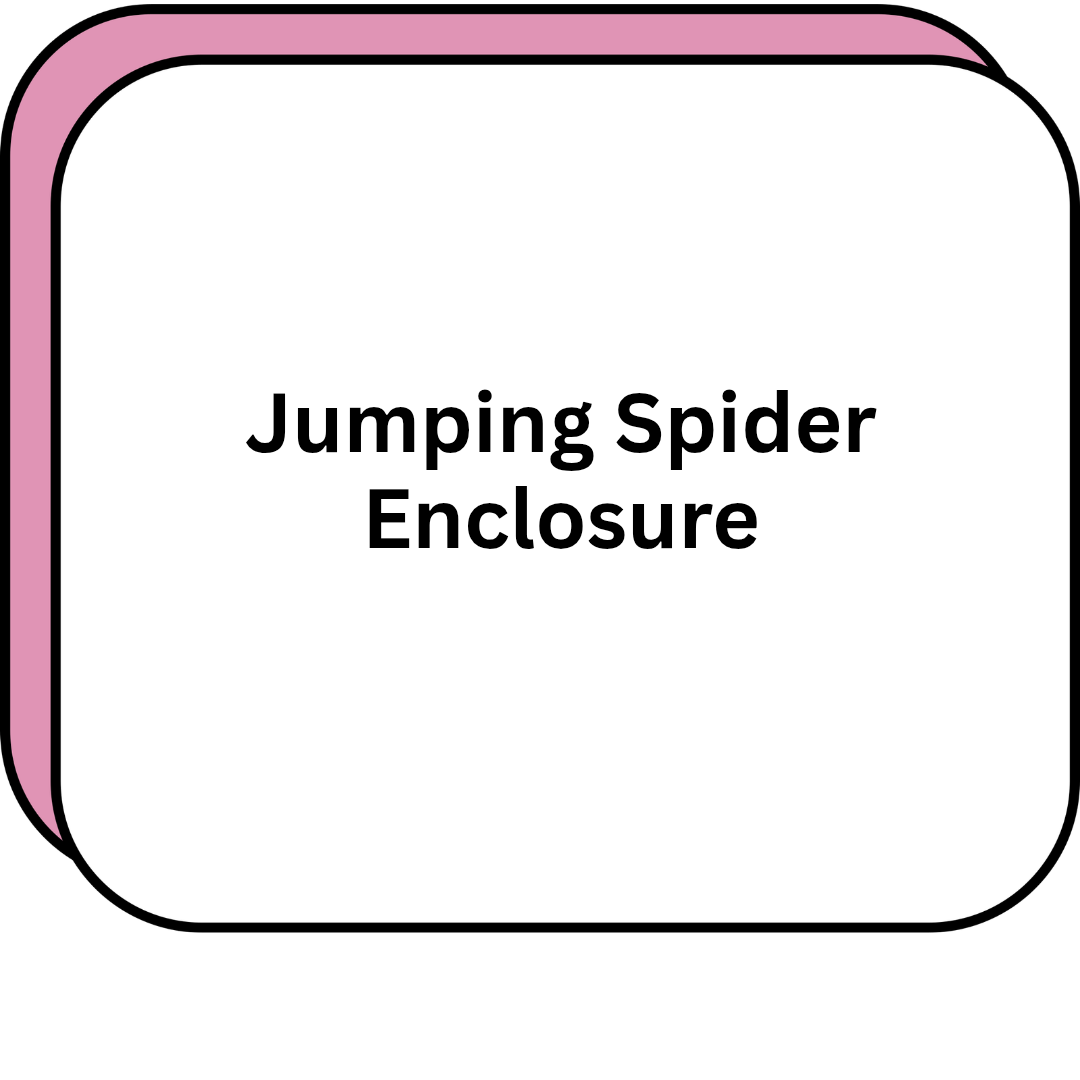 Jumping Spider Enclosure
