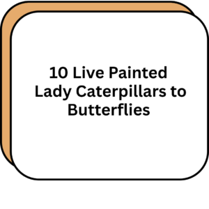 10 Live Painted Lady Caterpillars to Butterflies
